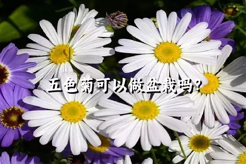 五色菊可以做盆栽吗？