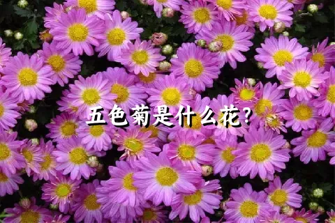 五色菊是什么花？