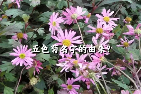 五色菊名字的由来？