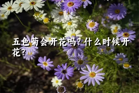 五色菊会开花吗？什么时候开花？