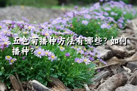 五色菊播种方法有哪些？如何播种？