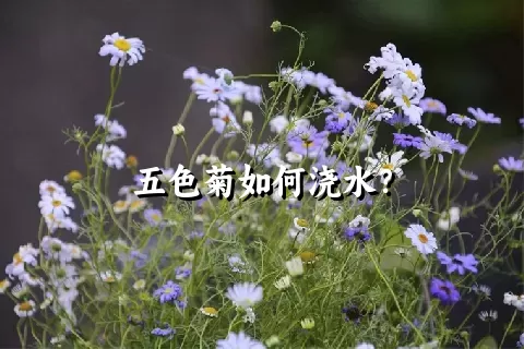 五色菊如何浇水？