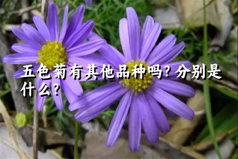 五色菊有其他品种吗？分别是什么？