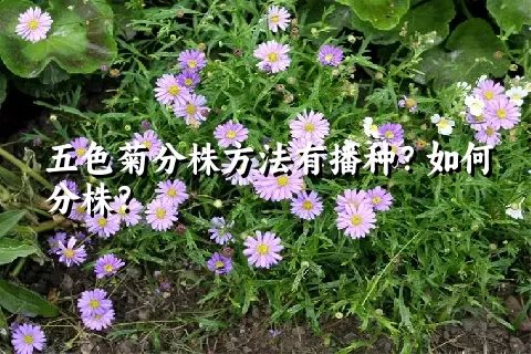 五色菊分株方法有播种？如何分株？