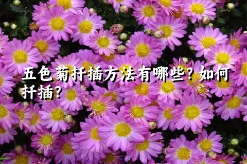 五色菊扦插方法有哪些？如何扦插？