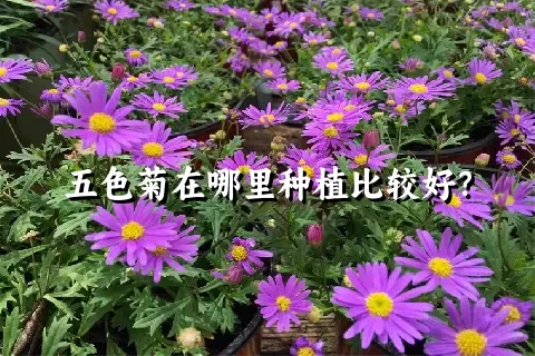 五色菊在哪里种植比较好？