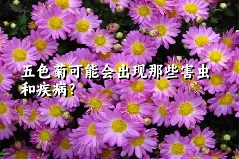 五色菊可能会出现那些害虫和疾病？