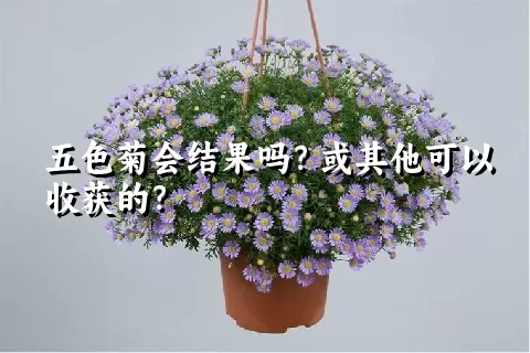 五色菊会结果吗？或其他可以收获的？