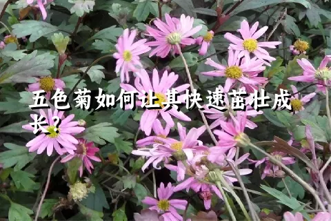 五色菊如何让其快速茁壮成长？