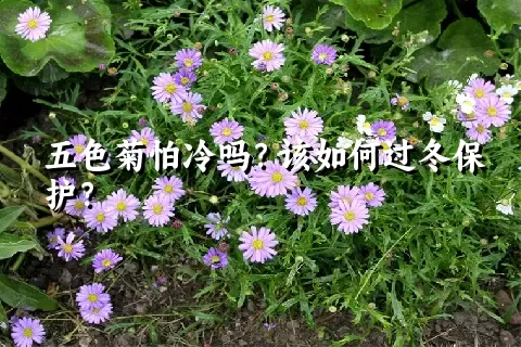 五色菊怕冷吗？该如何过冬保护？