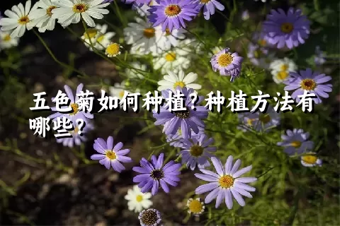 五色菊如何种植？种植方法有哪些？