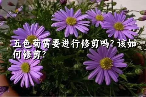 五色菊需要进行修剪吗？该如何修剪？