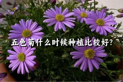 五色菊什么时候种植比较好？