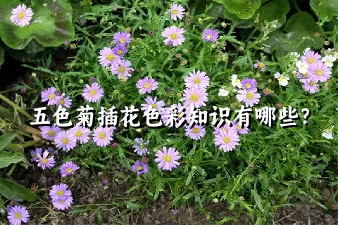 五色菊插花色彩知识有哪些？