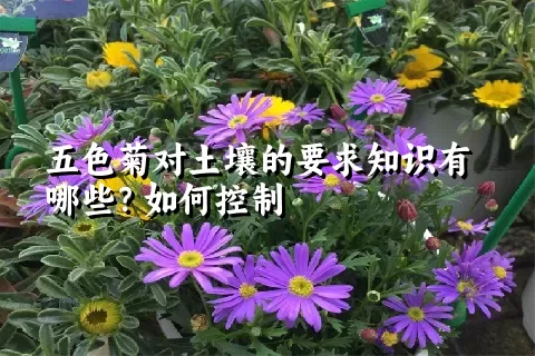 五色菊对土壤的要求知识有哪些？如何控制