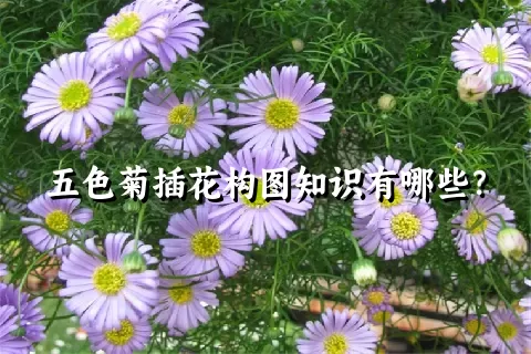 五色菊插花构图知识有哪些？