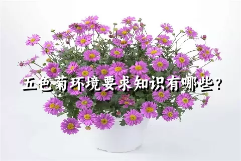 五色菊环境要求知识有哪些？