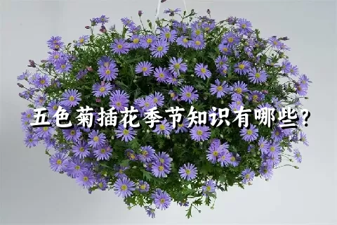 五色菊插花季节知识有哪些？