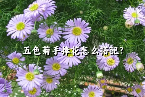 五色菊手捧花怎么搭配？