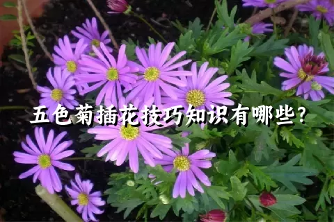 五色菊插花技巧知识有哪些？