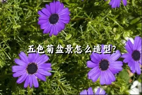 五色菊盆景怎么造型？