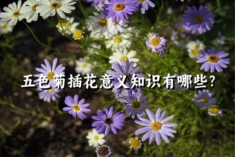 五色菊插花意义知识有哪些？