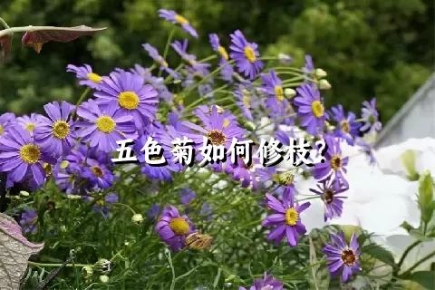 五色菊如何修枝？