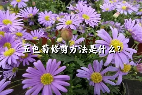 五色菊修剪方法是什么？