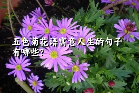 五色菊花语寓意人生的句子有哪些？