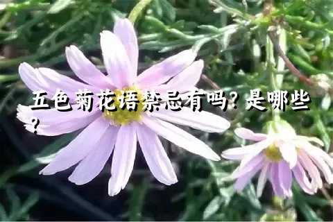 五色菊花语禁忌有吗？是哪些？