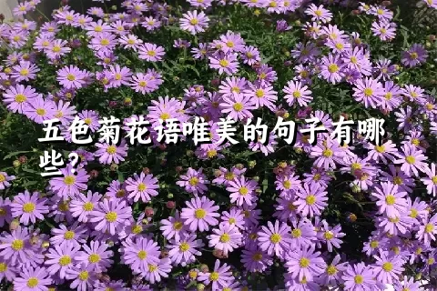 五色菊花语唯美的句子有哪些？