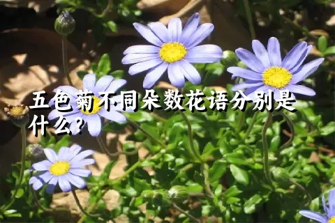 五色菊不同朵数花语分别是什么？