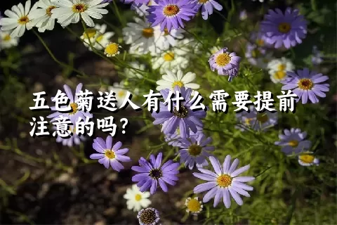 五色菊送人有什么需要提前注意的吗？