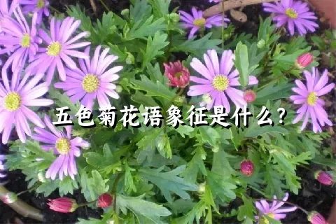 五色菊花语象征是什么？