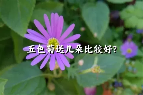 五色菊送几朵比较好？