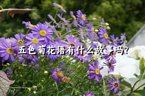 五色菊花语有什么故事吗？