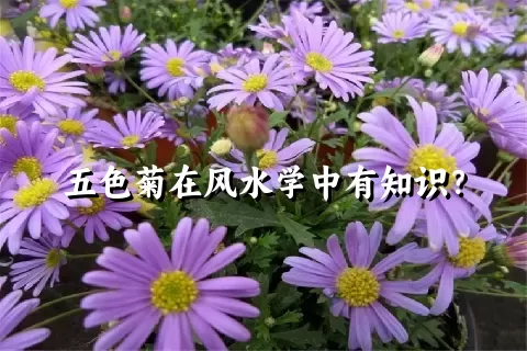 五色菊在风水学中有知识？