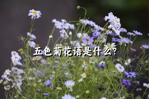 五色菊花语是什么？