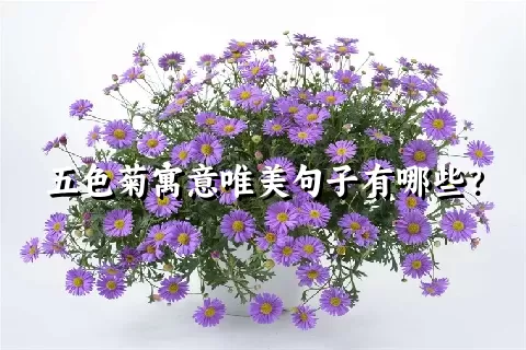 五色菊寓意唯美句子有哪些？