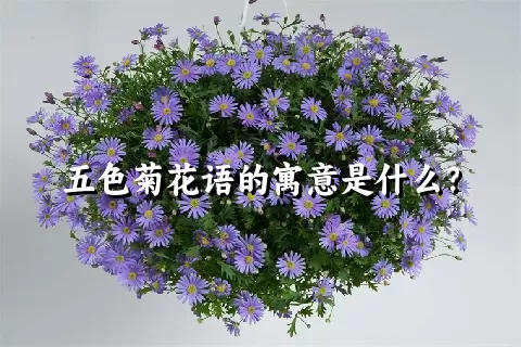 五色菊花语的寓意是什么？