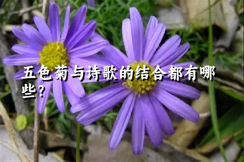 五色菊与诗歌的结合都有哪些？