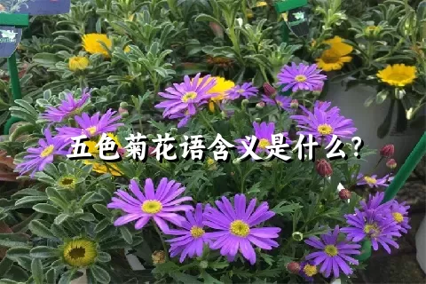 五色菊花语含义是什么？