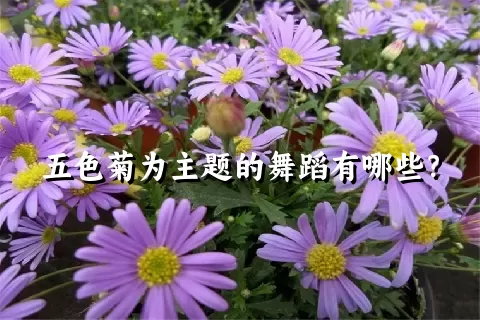 五色菊为主题的舞蹈有哪些？