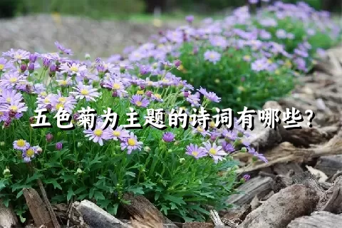 五色菊为主题的诗词有哪些？