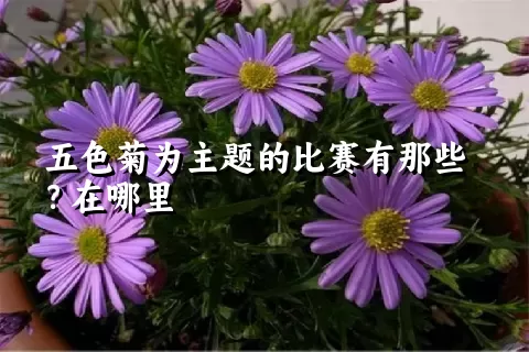 五色菊为主题的比赛有那些？在哪里