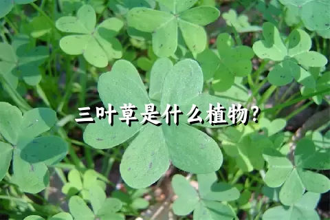 三叶草是什么植物？