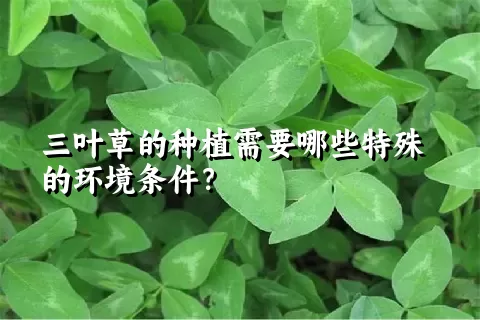 三叶草的种植需要哪些特殊的环境条件？