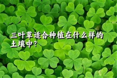 三叶草适合种植在什么样的土壤中？