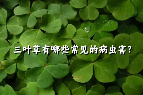 三叶草有哪些常见的病虫害？