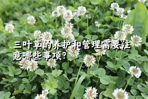 三叶草的养护和管理需要注意哪些事项？